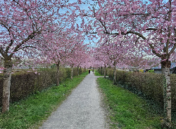 Heidelberg Bioweather: Mood, Pain & Heart Risks for Sensitive People